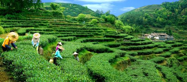 联合国粮农组织认定中国三项全球重要农业文化遗